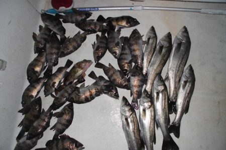 ルアー船マヒマヒ 釣果