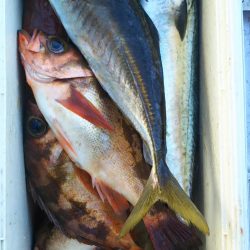 モンロー号 釣果