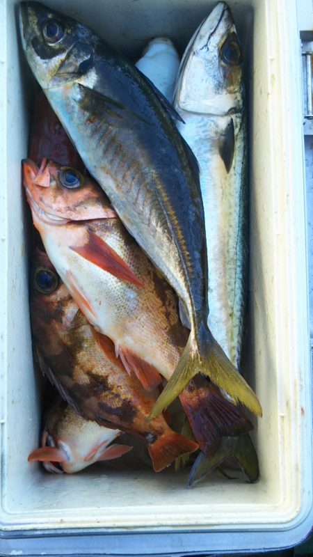 モンロー号 釣果