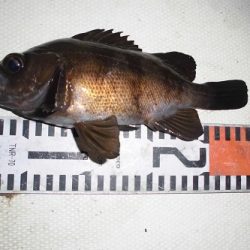 ルアー船マヒマヒ 釣果