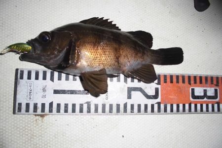 ルアー船マヒマヒ 釣果