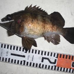 ルアー船マヒマヒ 釣果