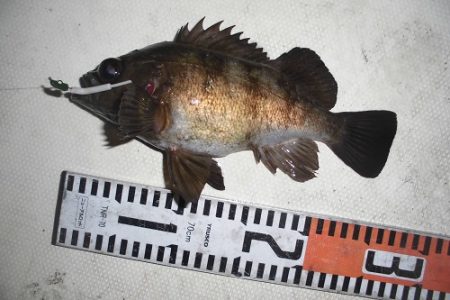 ルアー船マヒマヒ 釣果