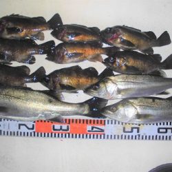 ルアー船マヒマヒ 釣果