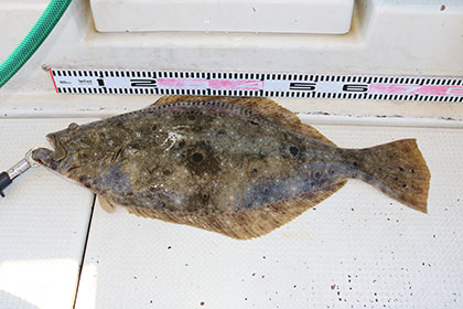 松本釣船２ 釣果