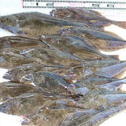 松本釣船２ 釣果