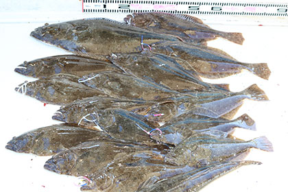 松本釣船２ 釣果