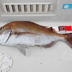 松本釣船２ 釣果