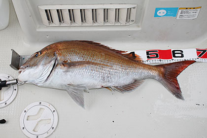 松本釣船２ 釣果