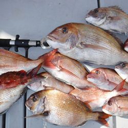 松本釣船２ 釣果