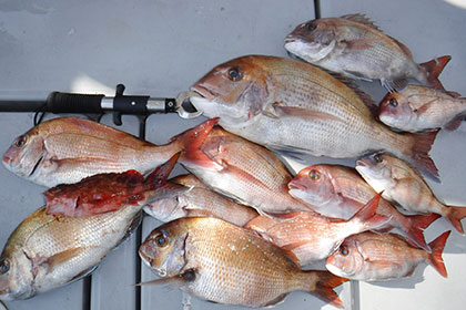 松本釣船２ 釣果