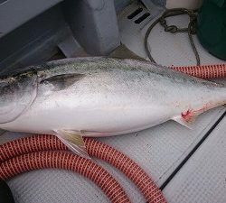 海龍丸(福岡) 釣果