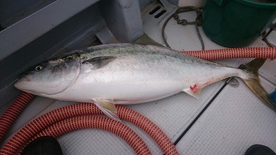 海龍丸(福岡) 釣果