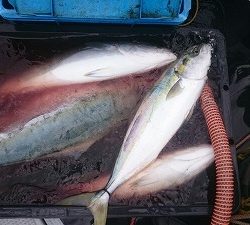 海龍丸(福岡) 釣果