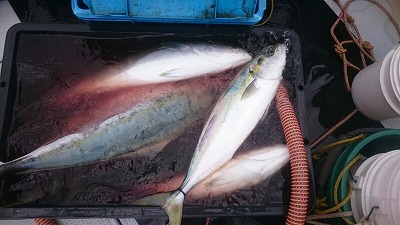 海龍丸(福岡) 釣果