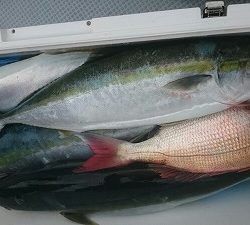 海龍丸(福岡) 釣果