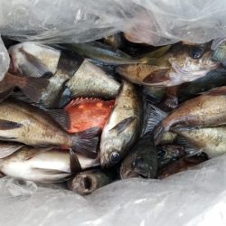 オーフリー 釣果