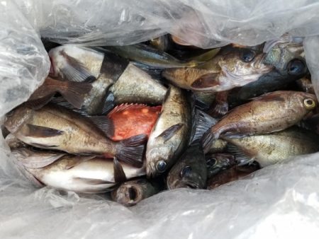 オーフリー 釣果