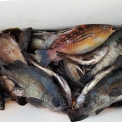 オーフリー 釣果