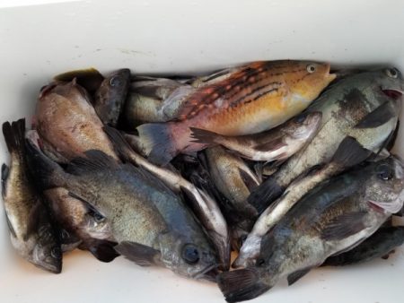 オーフリー 釣果