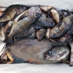 オーフリー 釣果