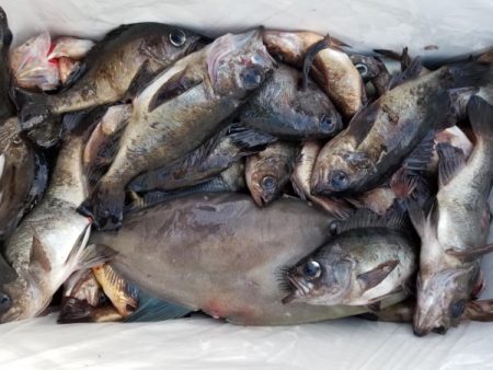 オーフリー 釣果