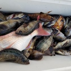 オーフリー 釣果