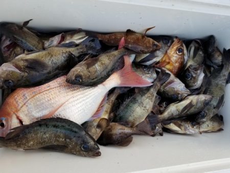 オーフリー 釣果