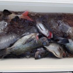 オーフリー 釣果