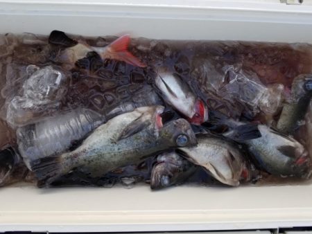 オーフリー 釣果