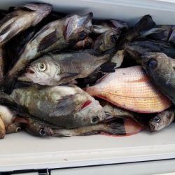 オーフリー 釣果