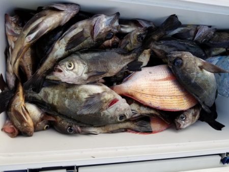 オーフリー 釣果