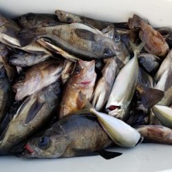 オーフリー 釣果