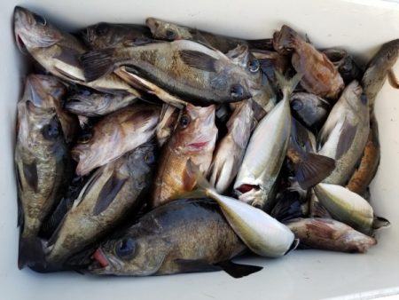 オーフリー 釣果