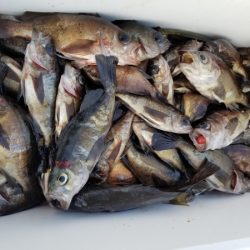 オーフリー 釣果