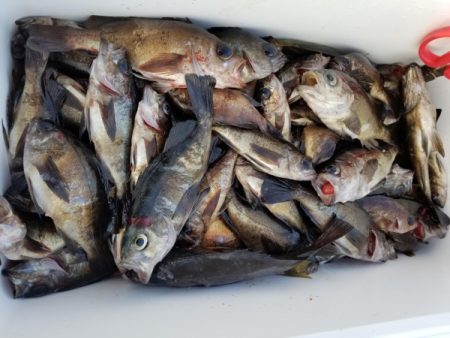 オーフリー 釣果