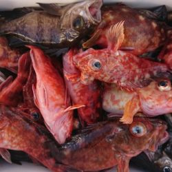 オーフリー 釣果