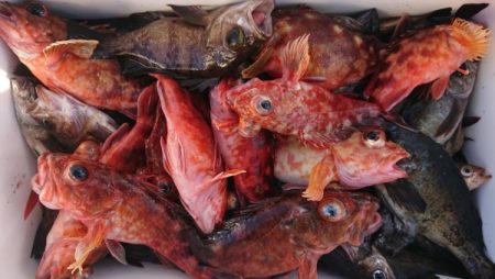 オーフリー 釣果