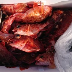 オーフリー 釣果