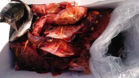 オーフリー 釣果