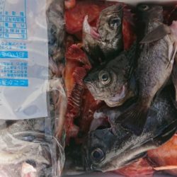 オーフリー 釣果