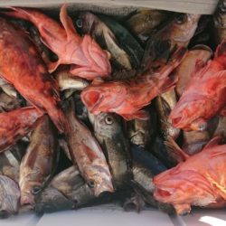 オーフリー 釣果