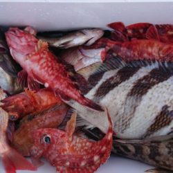 オーフリー 釣果