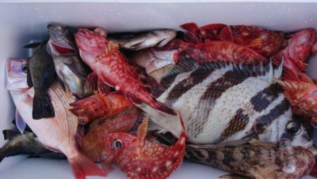 オーフリー 釣果