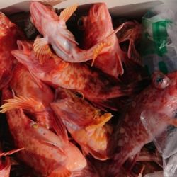 オーフリー 釣果