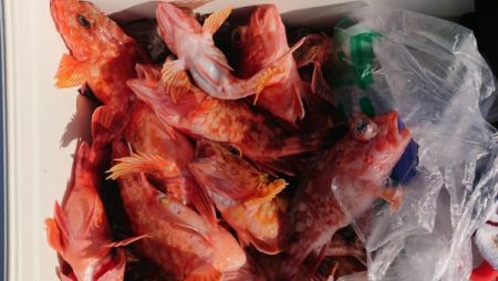 オーフリー 釣果