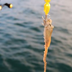 松本釣船２ 釣果