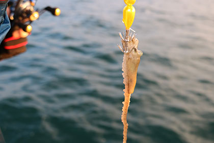 松本釣船２ 釣果