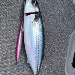 へいみつ丸 釣果