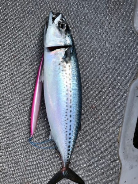 へいみつ丸 釣果